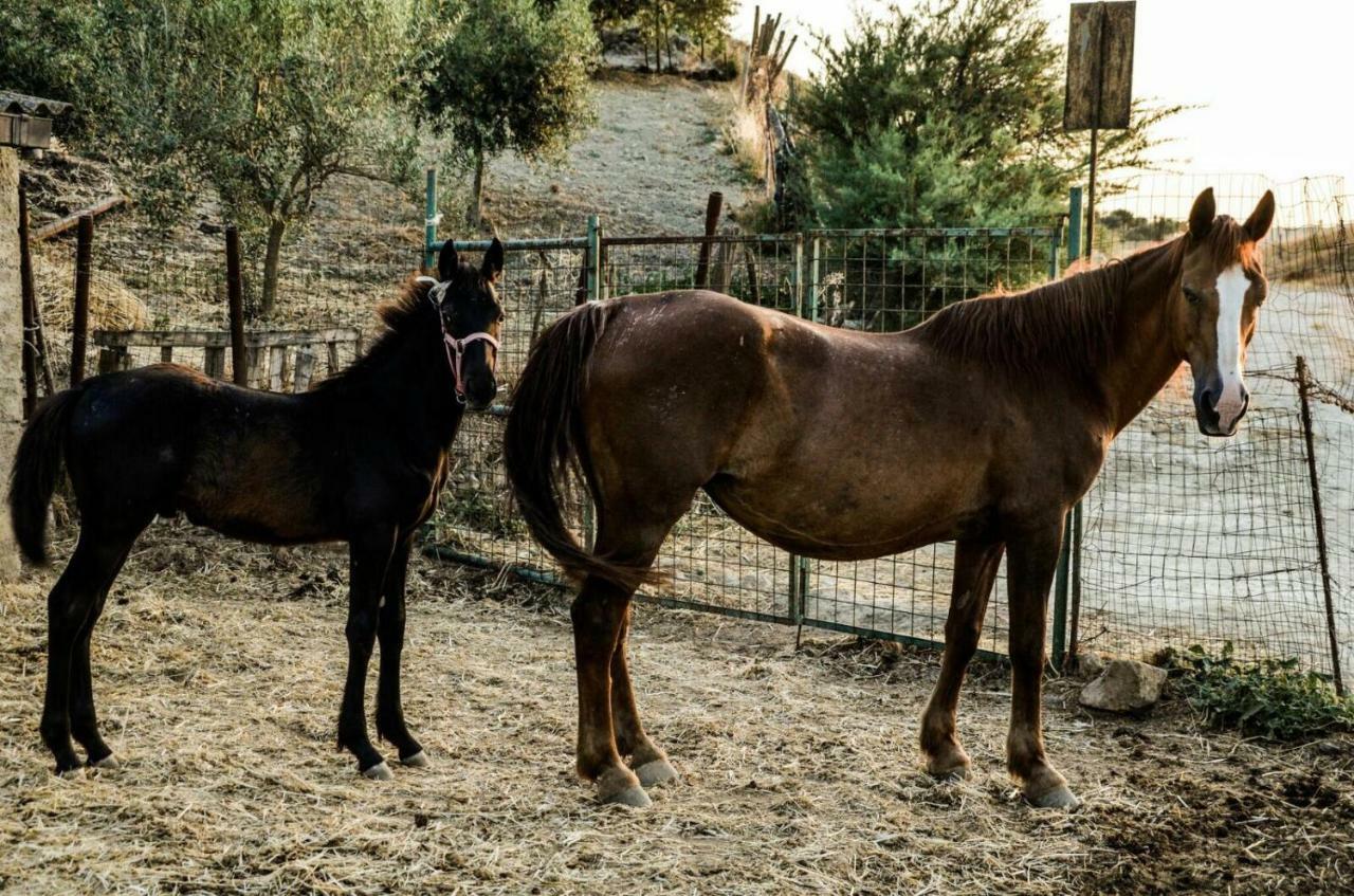 Casa Pinu Διαμέρισμα San Michele di Ganzaria Εξωτερικό φωτογραφία